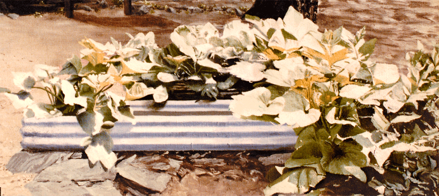 head12-cc.gif