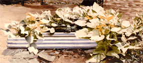 head12-cc.gif