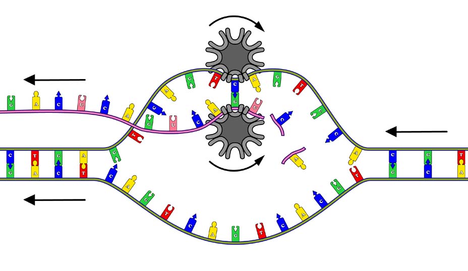 fig7.5.jpg