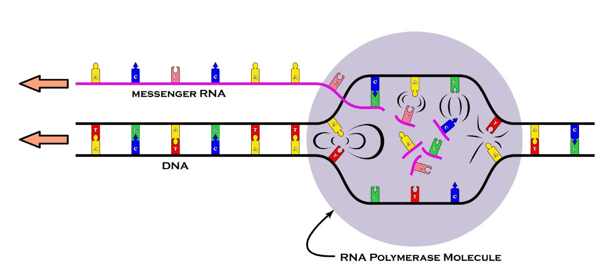 fig7.7.jpg